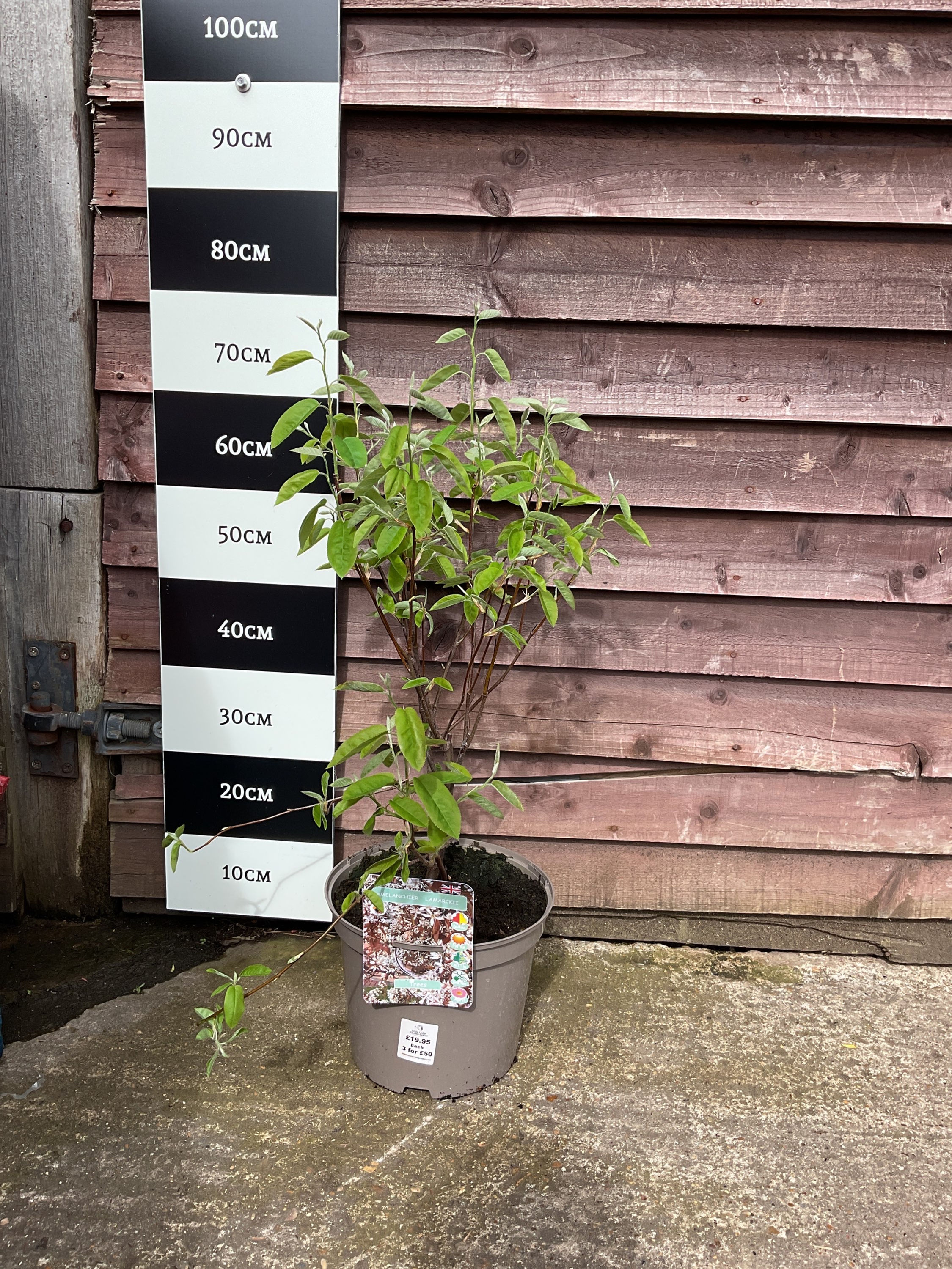 Amelanchier Lamarckii