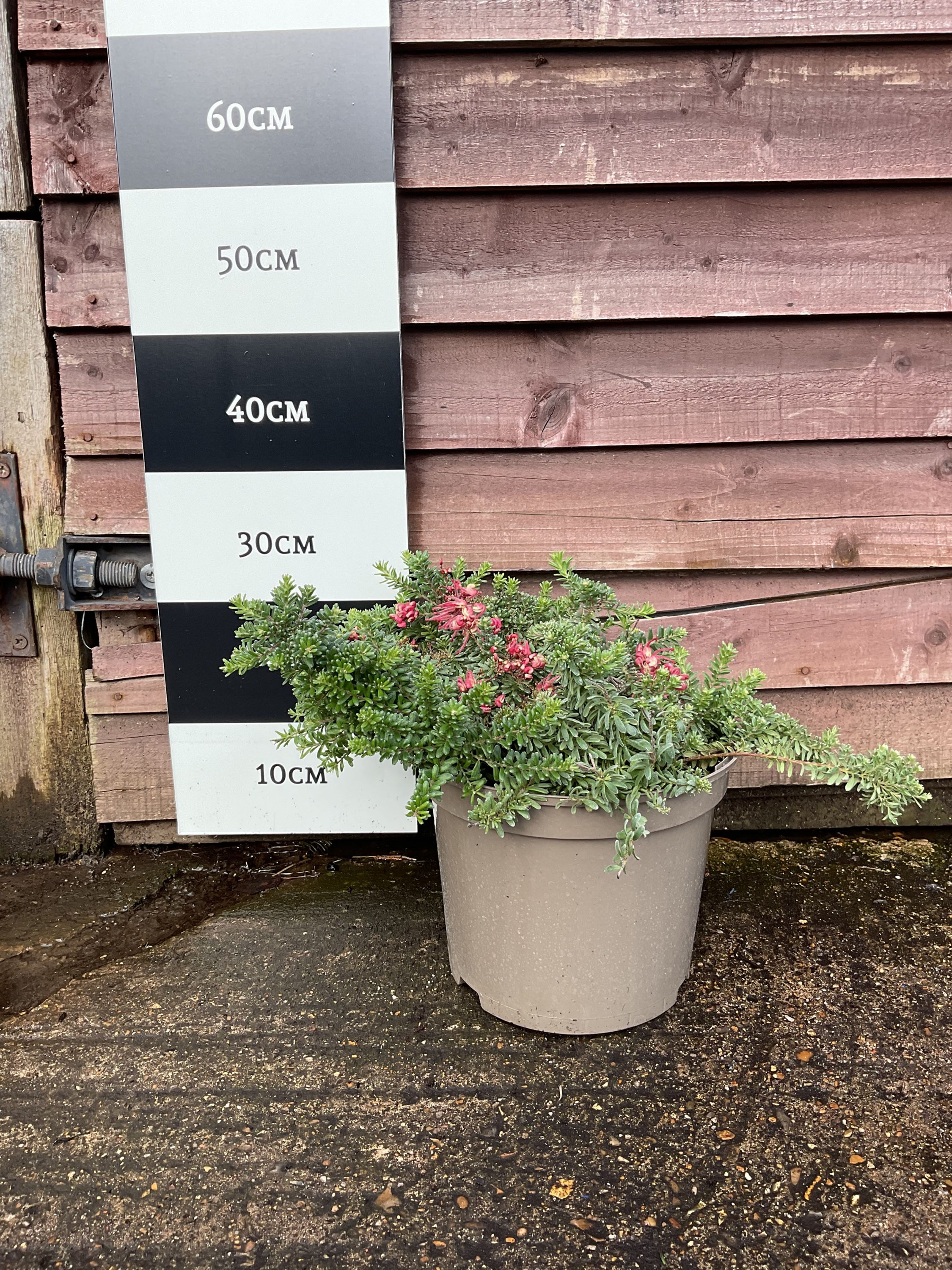 Grevillea Lanigera Mount Tamboritha