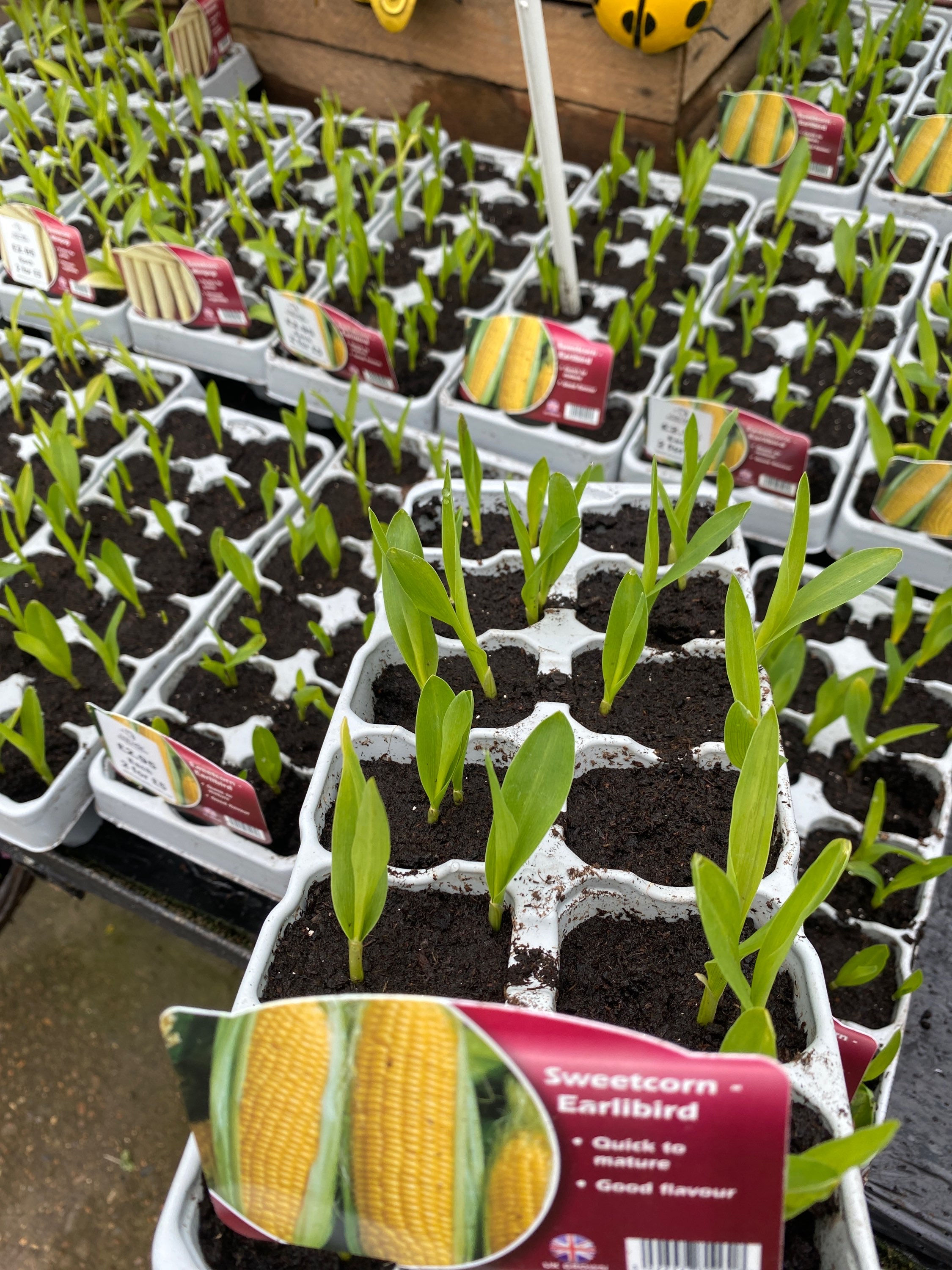 Sweetcorn - Earlibird