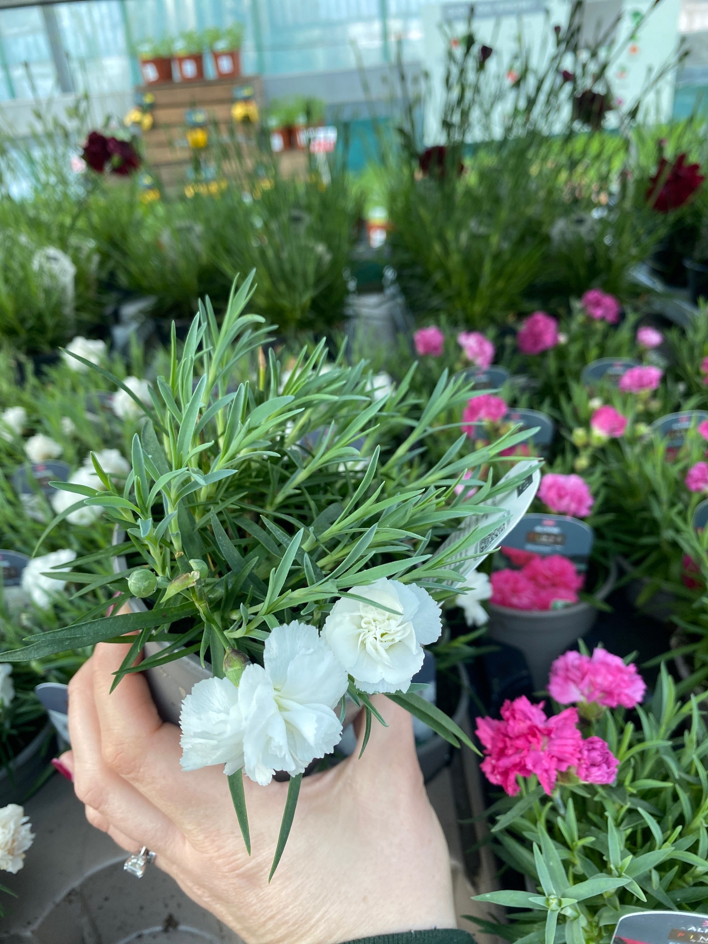 Dianthus