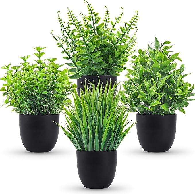 Small display plants