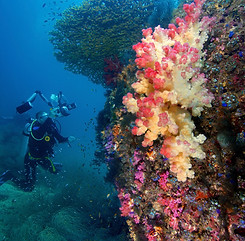 OceanImageBank_GregoryPiper_50.jpg