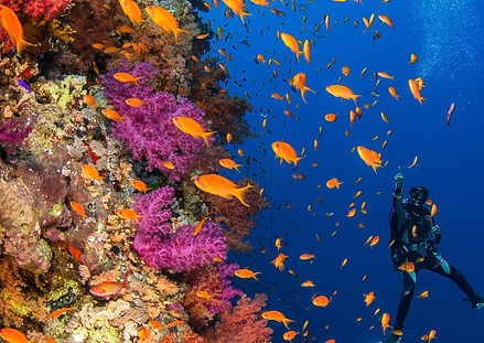 OceanImageBank_RenataRomeo_26_edited.jpg