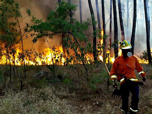 FLORESTA EM CHAMA