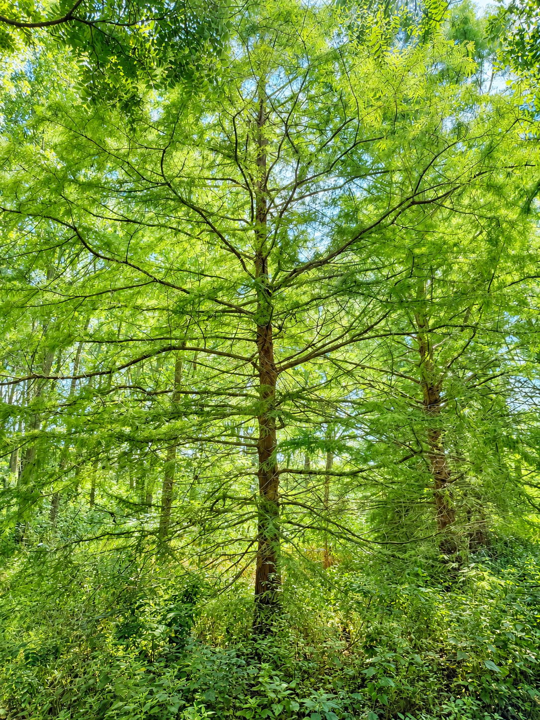 Bald Cypress