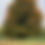 Thumbnail: Sugar Maple