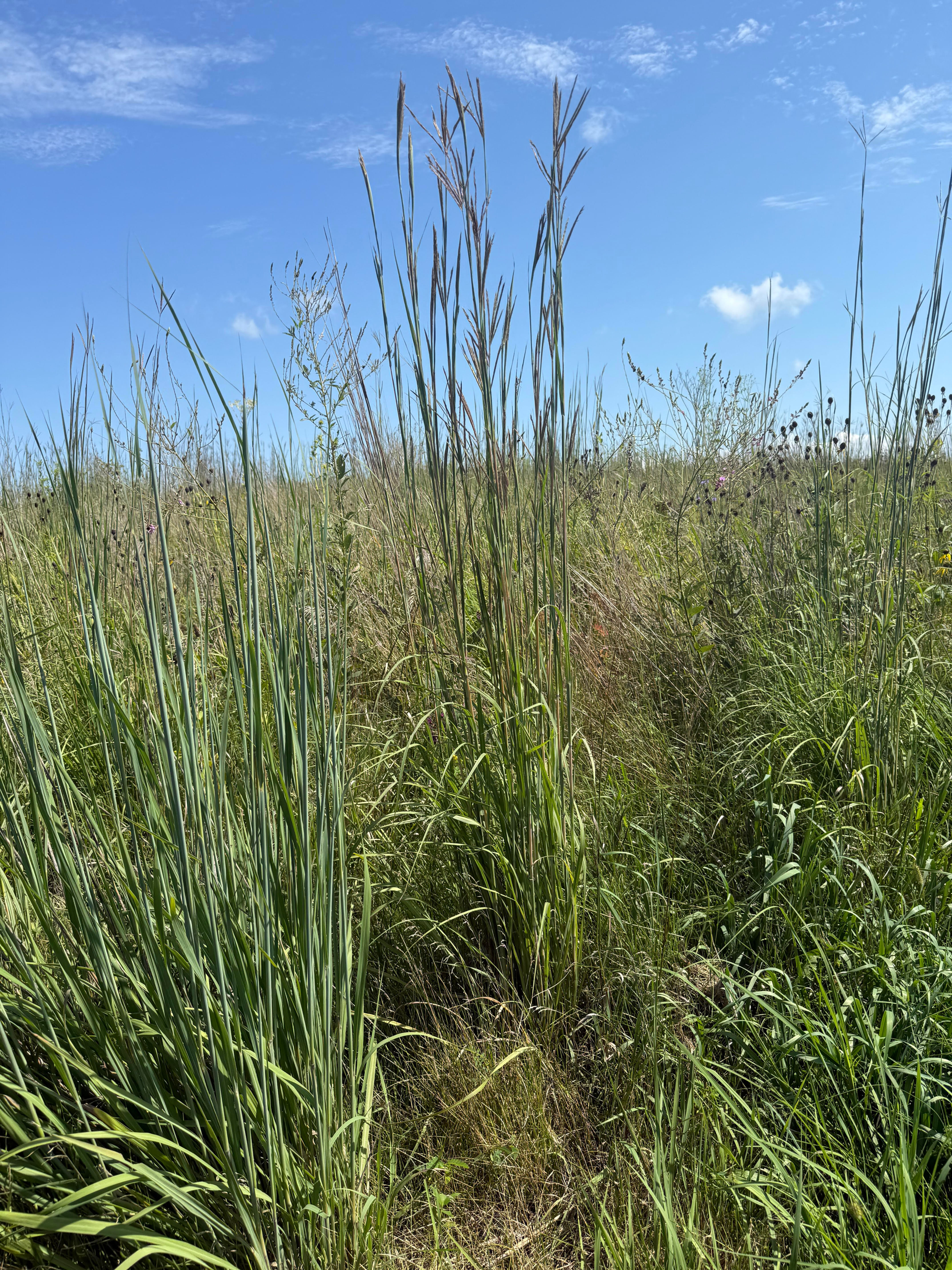 Big Bluestem