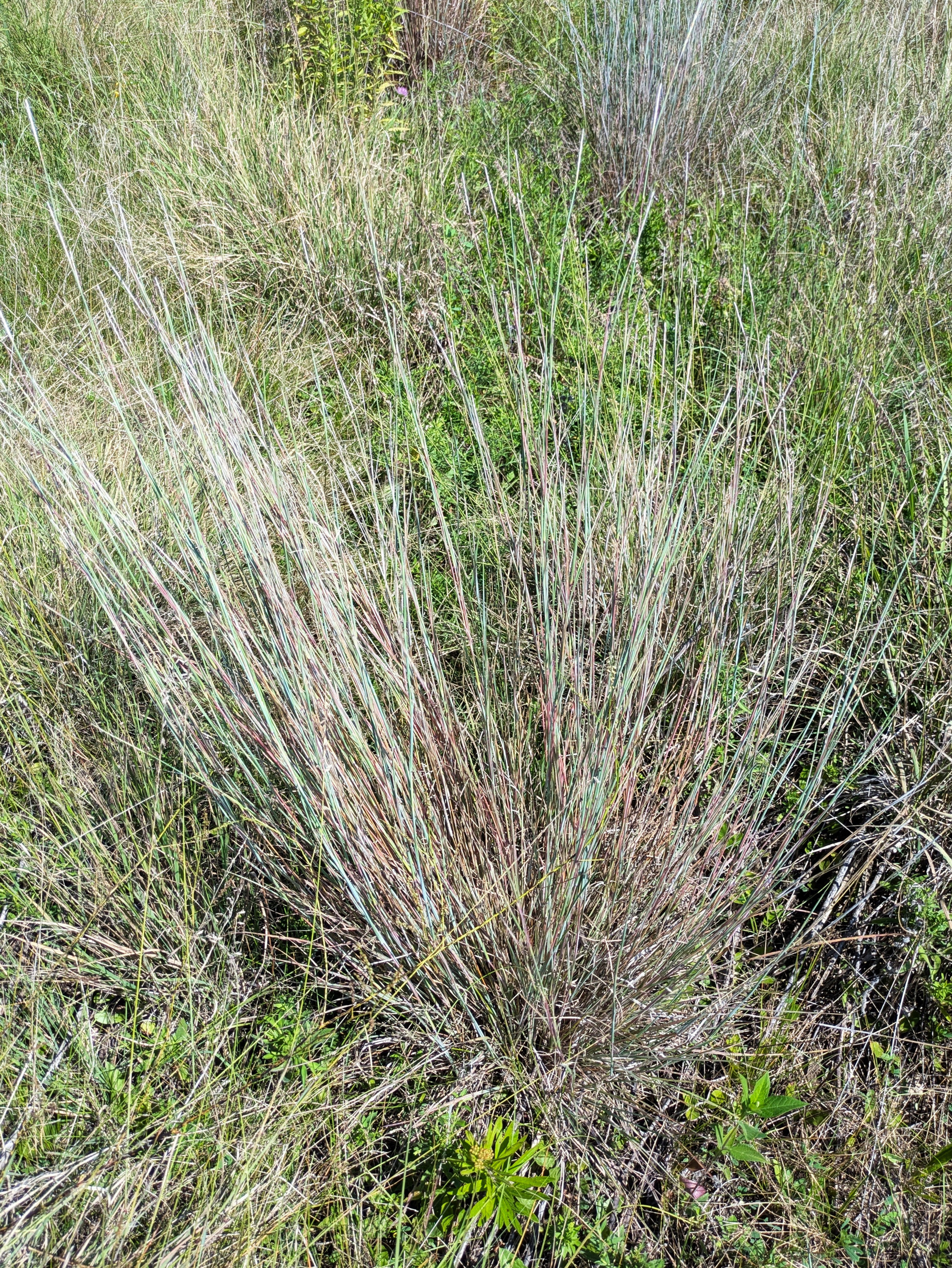 Little Bluestem