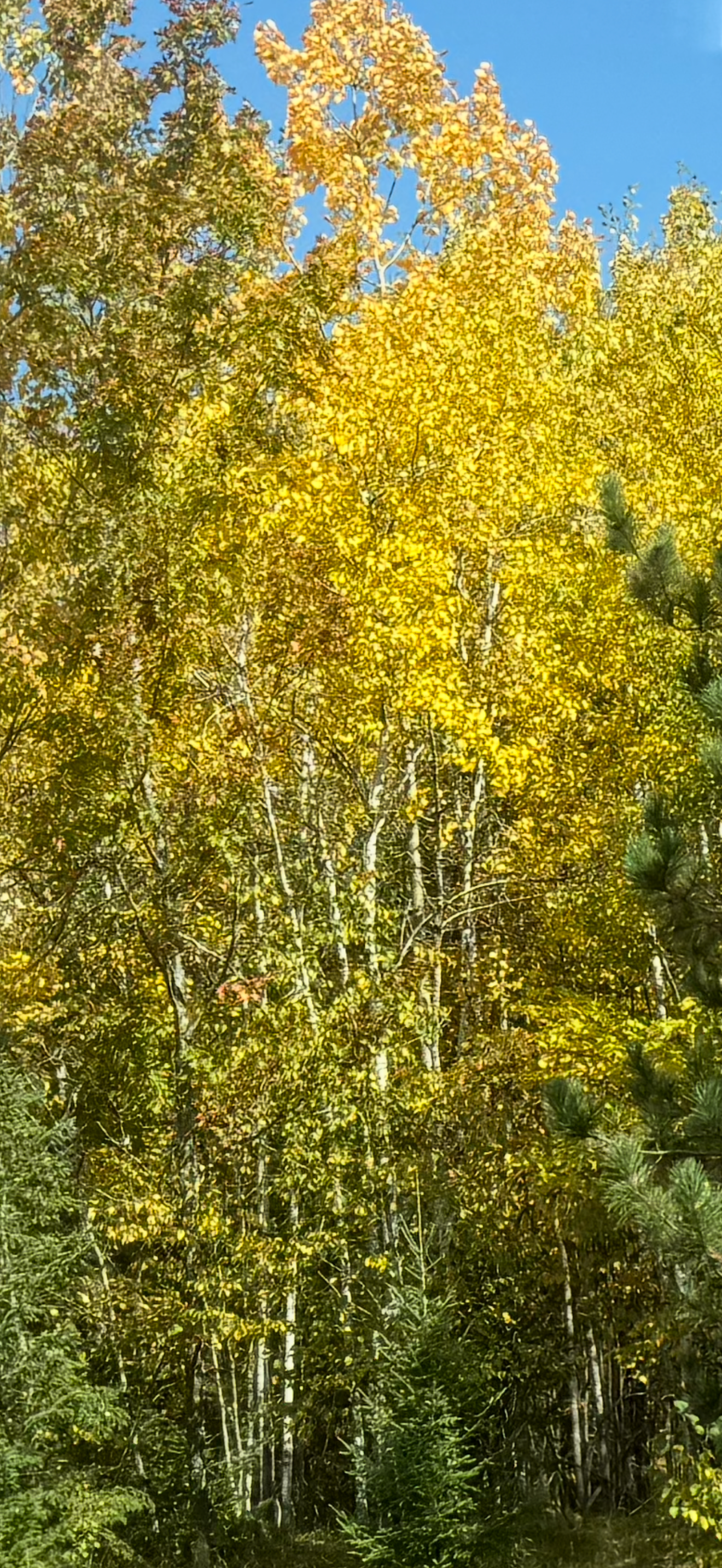 Quaking Aspen