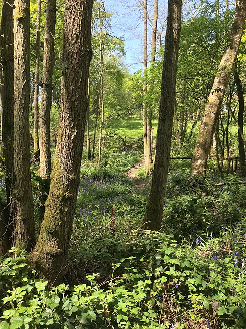 Thewoods1.png