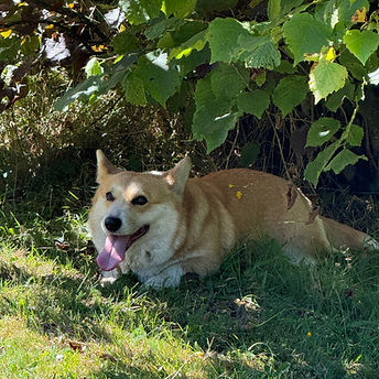IMG_0087.jpeg