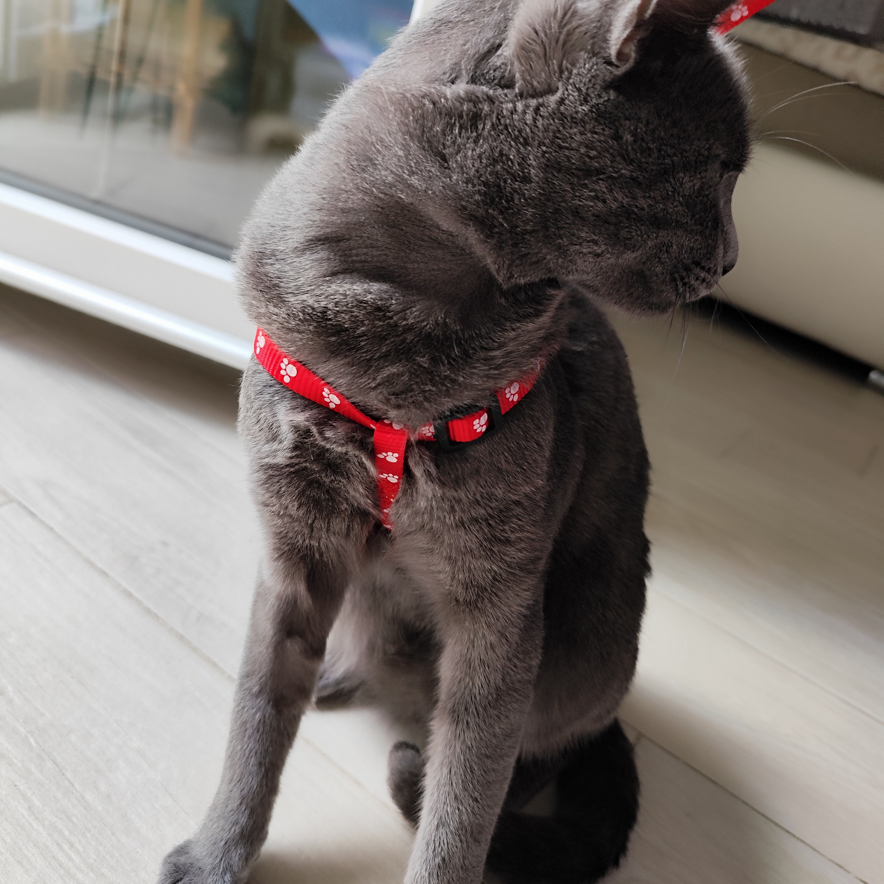 Pettorina regolabile per gatto rossa design zampetta