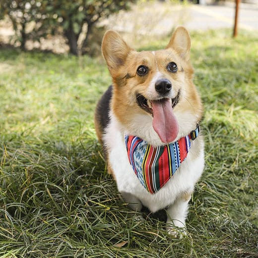 M-pets collare per cani o gatti Urban Style con bandana