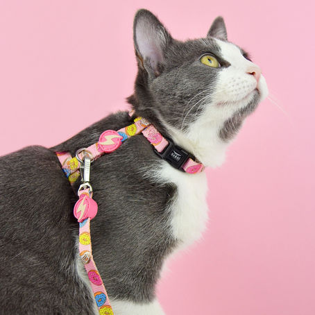 un gatto che indossa la pettorina antifuga gatto