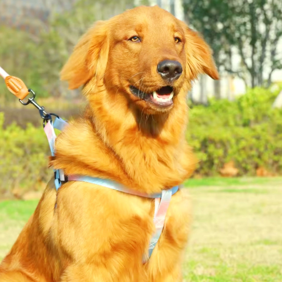 Cane con Pettorina Regolabile con Guinzaglio Coordinato per Cani Arcobaleno