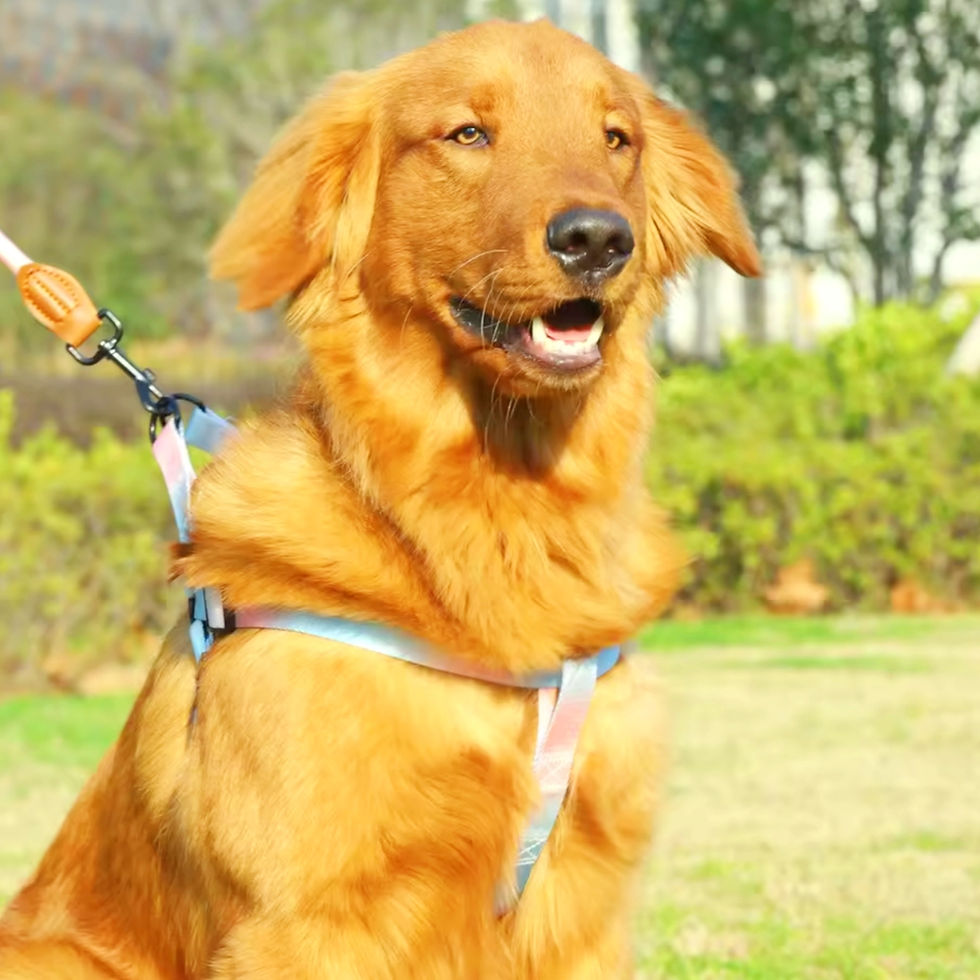 Cane con Pettorina Regolabile con Guinzaglio Coordinato per Cani Arcobaleno
