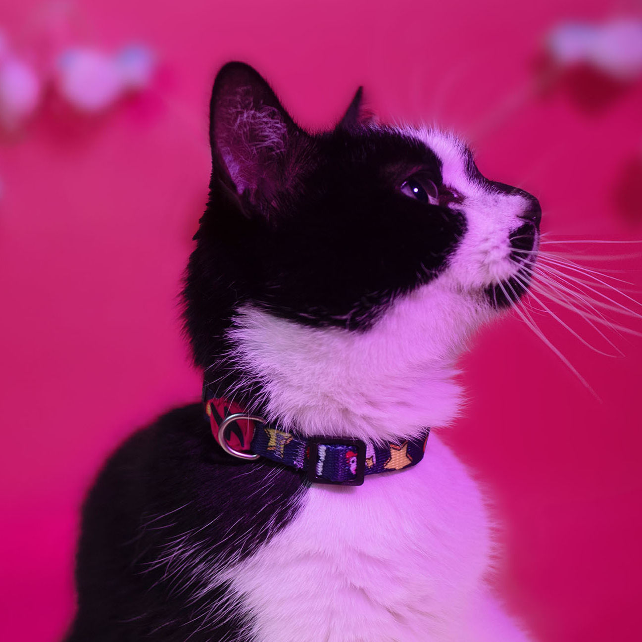 Gatto che indossa il collare per Gatto Unicorn – Regolabile, Salvavita