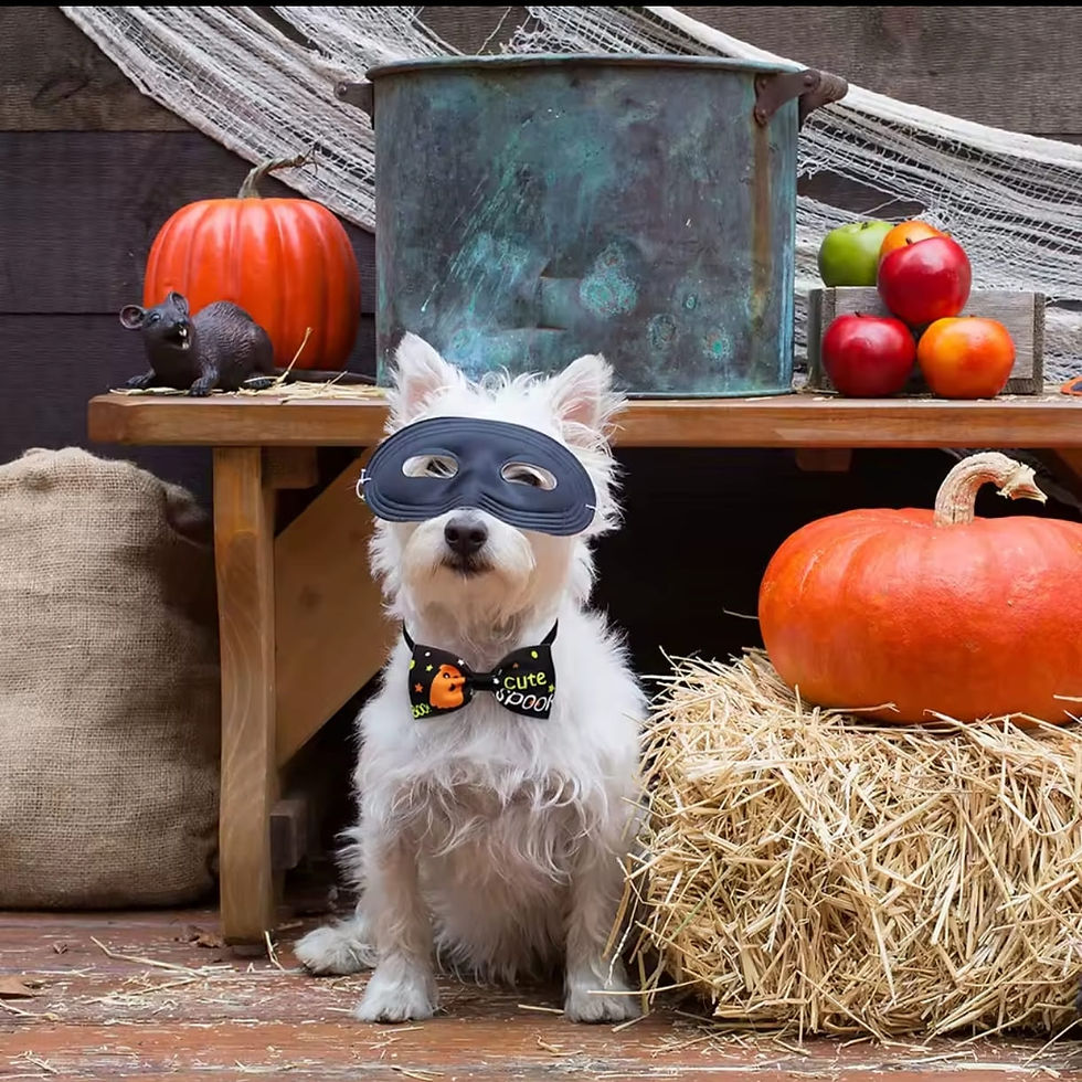 Papillon per cane e gatto regolabile per Halloween indossato da cane con maschera