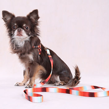 pettorina-cane-naja-flamingo2_edited.jpg