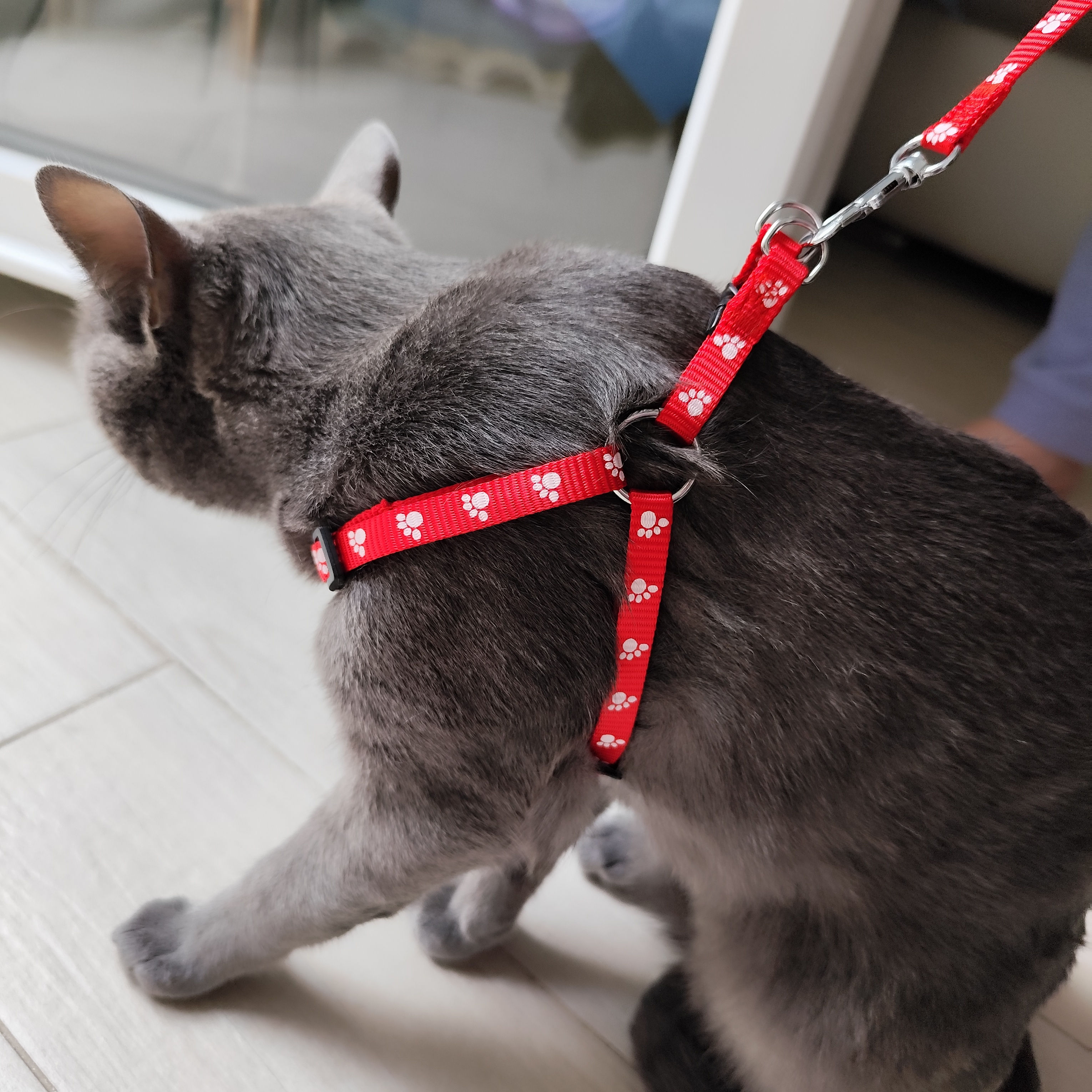 Pettorina regolabile per gatto rossa design zampetta