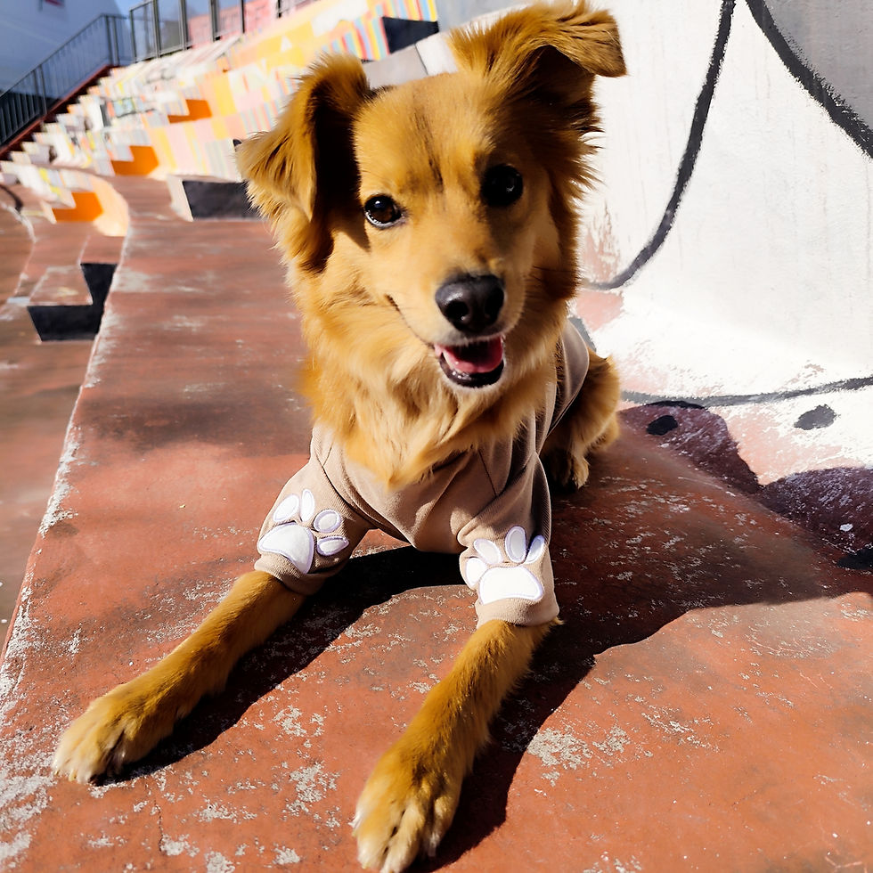Maglietta per cani e gatti T-shirt alta qualità Gigio's indossata da cagnolina Beta