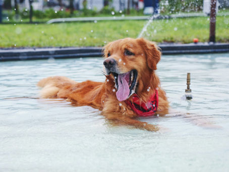 un cane che ha caldo d'estate