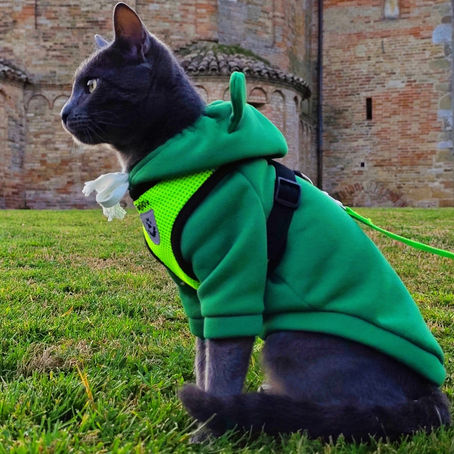 🐾 Come abituare il gatto alla pettorina senza stress – Te lo racconta Lilli