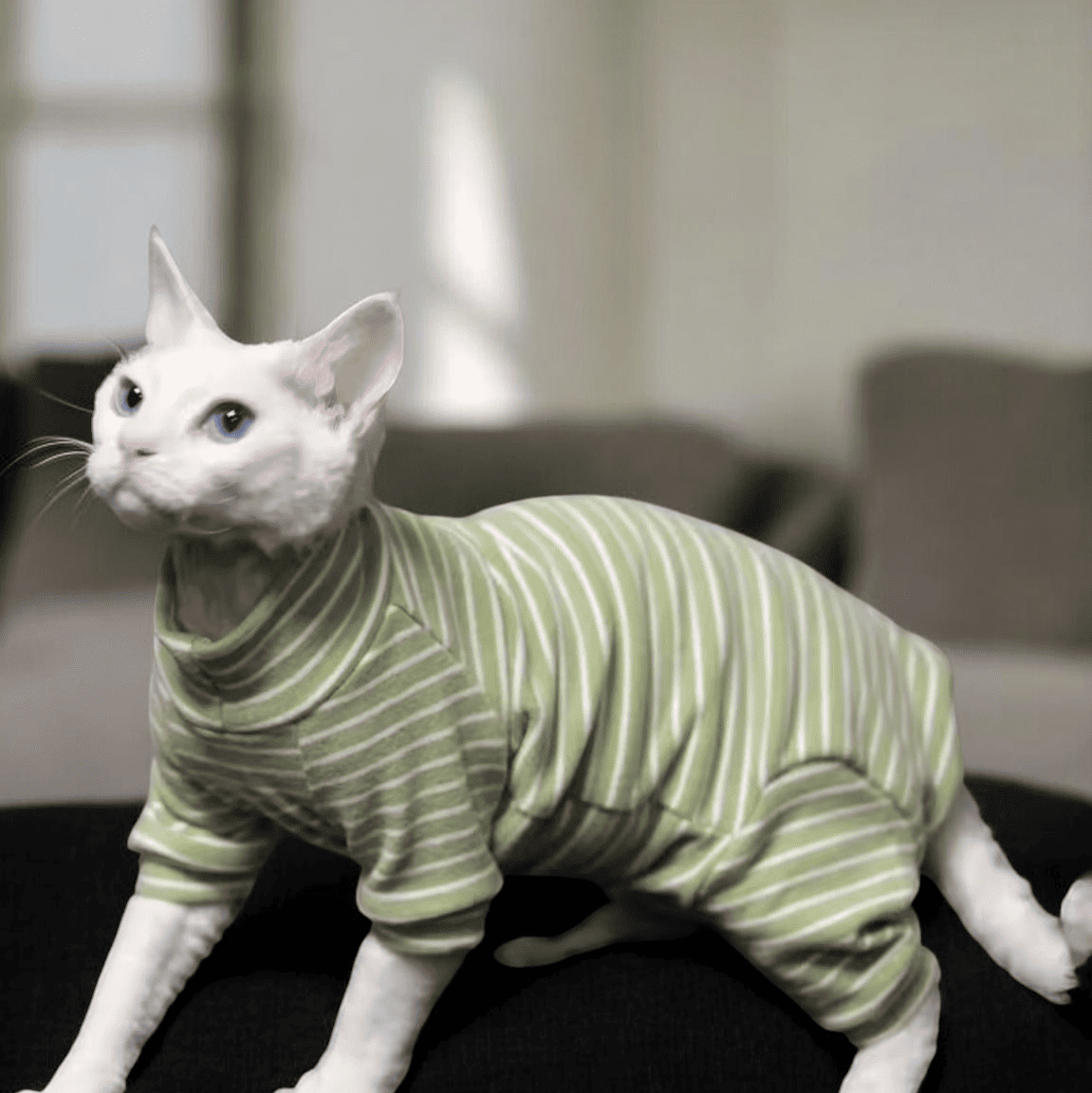 Maglietta Tuta post-sterilizzazione per gatto Vestiti per gatti adatta anche per Sphinx