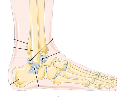 ankle lig_edited.png