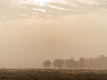 Om mooie dingen te zien, moet men wel kijken, 19 september 2021