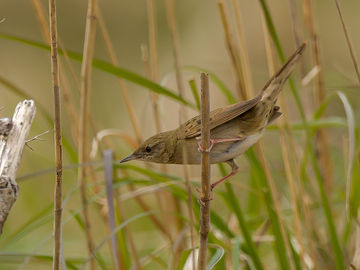 Insectachtig, mechanisch geratel