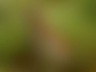 Lijster, 22 juli 2020