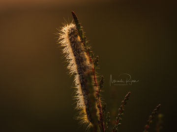 Macrofotografie; goed voor je rug?