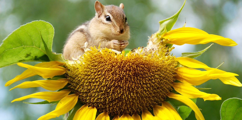 chipmunk-3628624_edited_edited.jpg