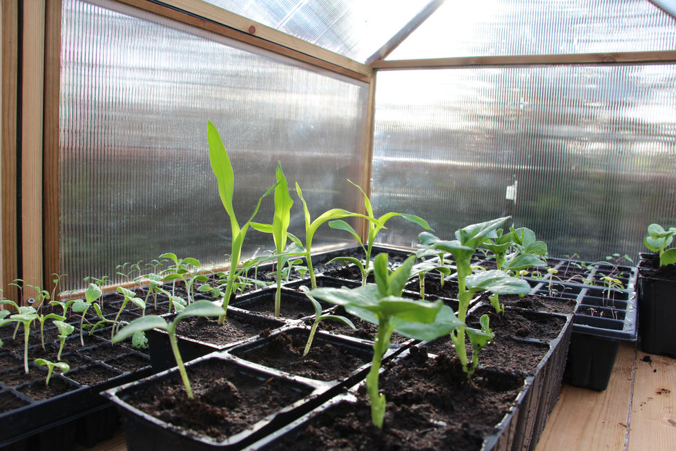 Premiers semis de mars, maïs, haricots,...