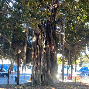 Banyan (genus: Ficus subgenus: Urostigma)