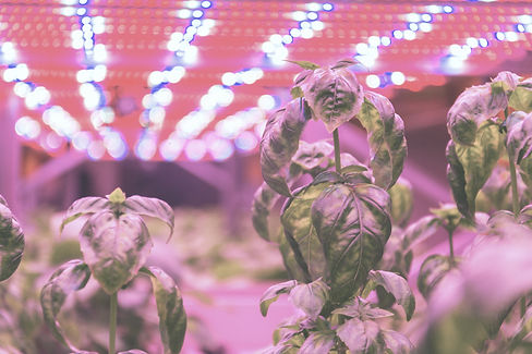 Hydroponics.jpg