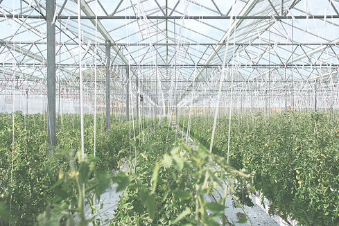 Greenhouse.jpg
