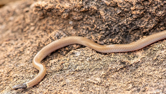Yaqui Black-headed Snake | Reptile Redirect