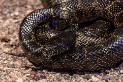 Confident Businesswoman