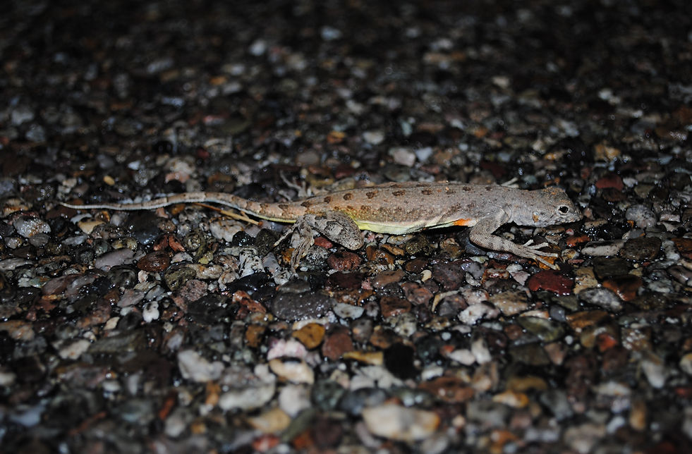 The Zebra-tailed Lizard is widely distributed across the southwestern United States and northwestern Mexico. Its range includes regions of Nevada, Arizona, New Mexico, California, Baja California, and extends south to Sinaloa. It can thrive from sea level in desert sinks up to elevations of approximately 1,520 meters (5,000 feet), inhabiting islands in the Gulf of California as well.
This species is predominantly found in flatlands, desert scrub, sandy washes, and areas with sparse vegetation that allow for open running space. While commonly associated with firm, sandy soils, it can also adapt to desert pavements and rocky arroyos. The subspecies C. d. crinitus, found in the Vizcaíno Desert, displays specialized adaptations for sandy environments.
Zebra-tailed Lizards are highly heat-tolerant and remain active during periods when most other lizards retreat to shelter. They are diurnal and sometimes observed sleeping on the surface during warm nights. When threatened, they display rapid bursts of speed, often running on their hind legs with their tail curled over their back, exposing the stark black and white underside. This tail movement may distract or confuse predators. Territorial behaviors such as head bobbing, push-ups, and body flattening are common in both sexes. They often bury themselves in loose sand for nighttime shelter or to escape predators.
An opportunistic feeder, the Zebra-tailed Lizard consumes a wide variety of prey. Its diet primarily consists of insects such as grasshoppers, beetles, caterpillars, and ants, as well as spiders and small lizards. Occasionally, they include plant material or arboreal prey like insects attracted to blossoms. Coastal populations have been observed feeding on amphipods and small crabs.
Breeding occurs in the spring, with females laying one or more clutches of eggs from May through August. Each clutch can contain 1–15 eggs, although typical clutch sizes range from 2–8. Eggs incubate for about 30 days, with hatchlings emerging by mid to late summer. Southern populations may produce more clutches annually compared to northern ones.
The Zebra-tailed Lizard’s unique escape tactics and tail markings are believed to serve as predator deterrents. By abruptly ceasing tail movements and blending into the sandy background, the lizard may confuse its pursuers. The species is distinguished from similar lizards like the Greater Earless Lizard by its external ear openings and specific body markings, such as forward-positioned side bars. Adaptations like toe fringes in certain subspecies reflect its versatility across varied desert landscapes.