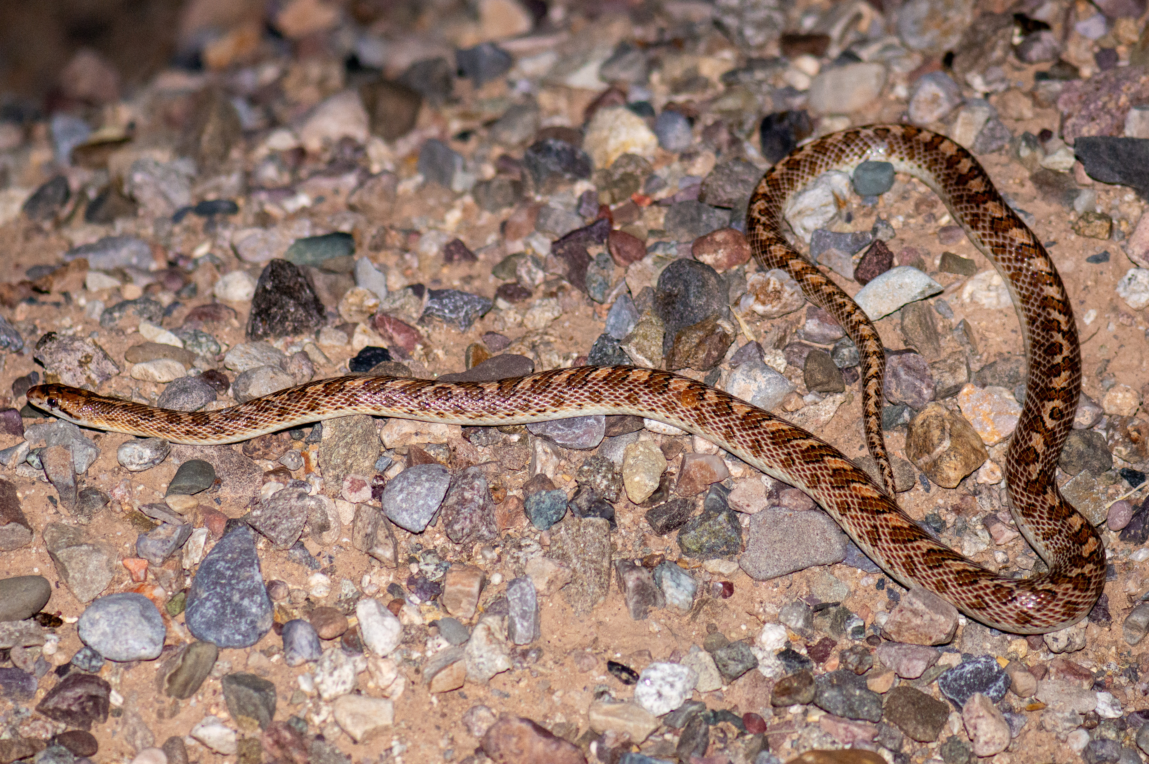 Azgr Snake Arizona Glossy Snake | Reptile Redirect