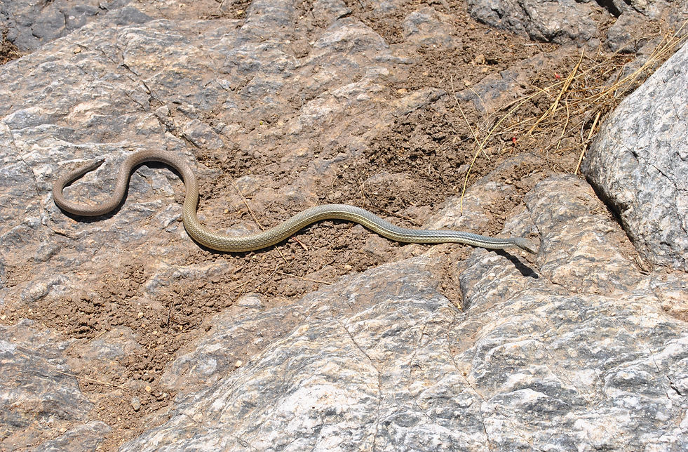 This species boasts large, round-pupiled eyes and smooth scales, contributing to its sleek appearance. Unlike its similar-looking counterpart, the Striped Whipsnake, the Sonoran whipsnake lacks side stripes on the posterior portion of its body.
In terms of distribution, the Sonoran whipsnake primarily inhabits the sub-Mogollon Rim mountain ranges of south-central and southeastern Arizona, spanning elevations from near sea level to approximately 7,500 feet (2,290m).
Its habitat range extends from semiarid lower mountain slopes to pine-oak belts in the mountains, with a preference for rocky stream courses. More specifically, this species across a range of biotic communities such as Arizona Upland Sonoran Desertscrub, Semidesert Grassland, Interior Chaparral, Madrean Evergreen Woodland, and the lower regions of Great Basin Conifer Woodland. It is frequently sighted on mountain slopes, in canyons, foothills, along ridges, and on steep rocky bajadas, with a preference for elevated areas over flat terrain.
The Sonoran whipsnake exhibits a dynamic range of behaviors reflective of its adaptable nature. It is characterized as a diurnal, very fast-moving and alert predator, typically active during the day. Often seen basking in the mid-morning sun, this snake demonstrates a unique behavior of elevating its head high off the ground, possibly to survey its surroundings for prey. Its agility and speed make it a proficient predator, primarily preying on lizards, snakes, bats, mice, rats, other small mammals, birds, and amphibians. Its hunting strategy involves seizing prey without necessarily killing them first.
While primarily a ground-dweller, it exhibits both terrestrial and arboreal habits, gracefully climbing bushes and trees when necessary especially when it feels threatened, as it can swiftly escape into the high branches and out of reach of terrestrial predators.
During warm, humid nights, this species occasionally takes refuge in trees for sleeping. However, during the cold months of late fall and winter, the Sonoran whipsnake enters a period of hibernation, or brumation.
Mating occurs during spring, with 6 – 13 eggs laid in June and July.
The Sonoran whipsnake displays a notable defensive behavior; when handled, it readily bites.