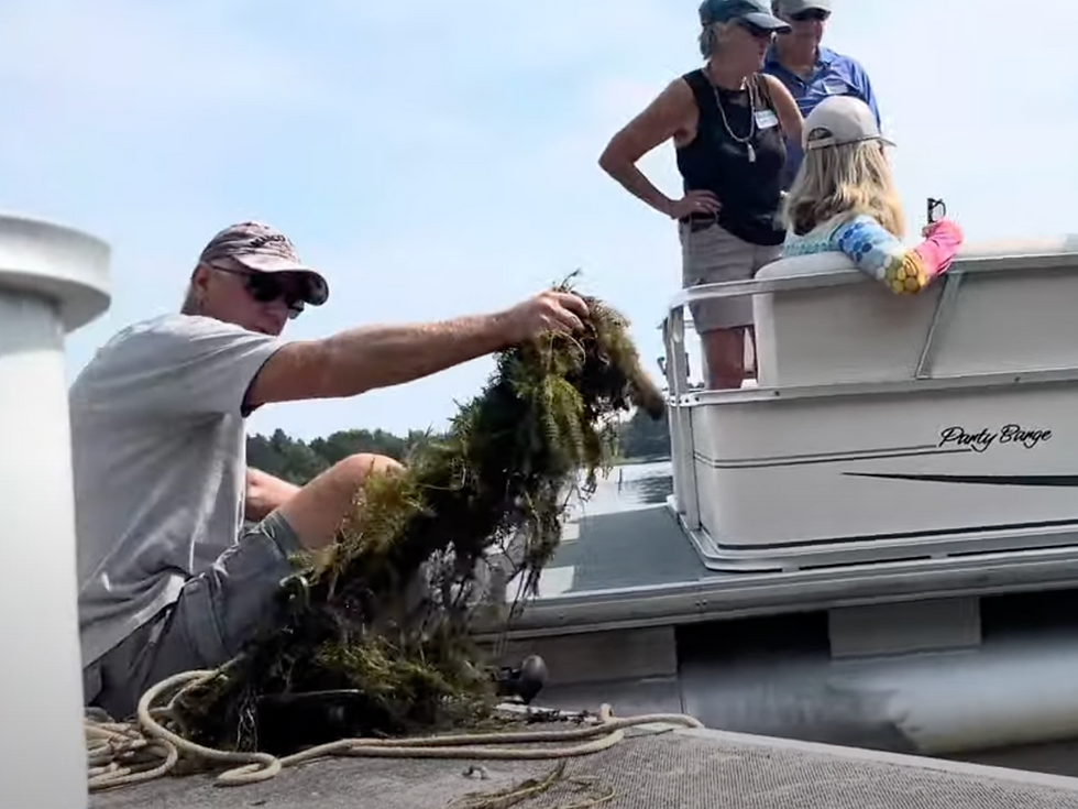 Volunteers harvest Eurasian watermilfoil in the north basin on Gilmore Lake.