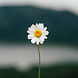 lavender-daisy_edited.jpg