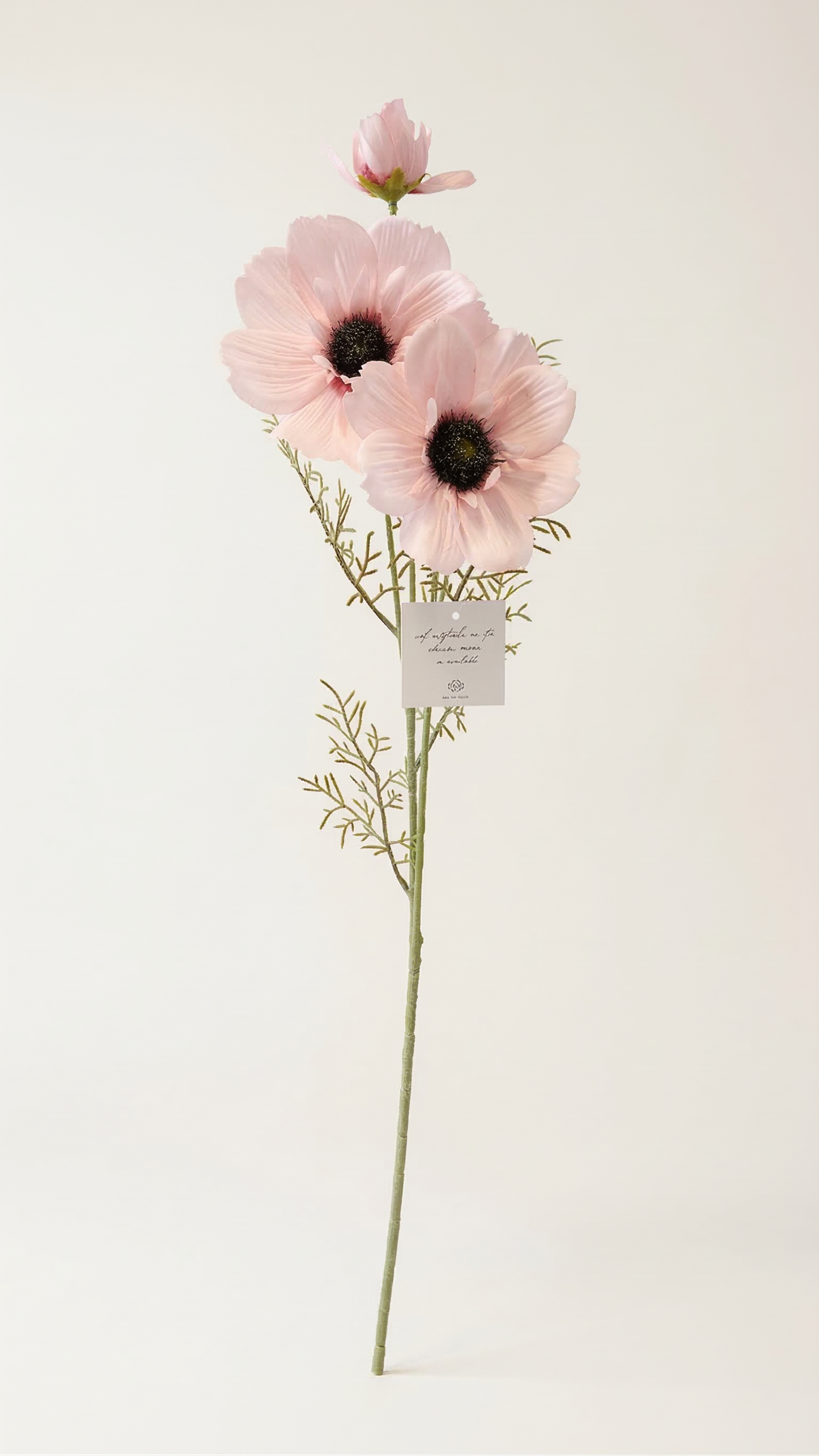 Coreopsis rose
