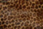 Resized_IMG_0348. 2.JPEG