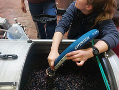 Pressurage du raisin Gamay