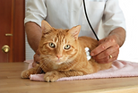 Veterinarian keller, Vet Keller, Veterinary Keller, Animal Hospital Keller, Sick Dog Keller, Sick Cat keller, Animal Clinic Keller, Keller animal, Keller dog doctor, Keller animal doctor, keller pet clinic, Pet hospital keller, animal emergency keller