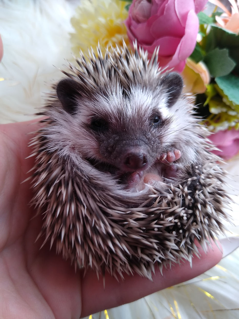 Thumbnail: FRVH THORN  MALE AVAILABLE FOR DEPOSIT